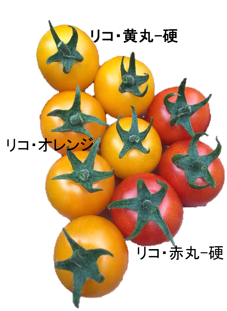極旨トマト　リコ・オレンジ